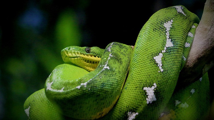 Learn Python and Automation in One Day – With Quizzes