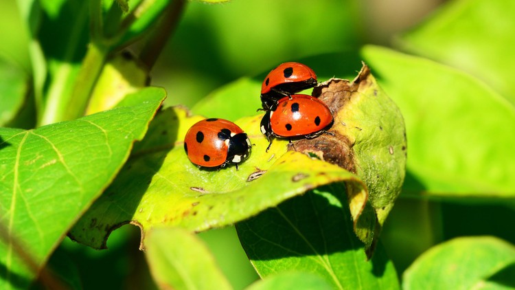 Organic & biological solutions to pests in vegetable garden.
