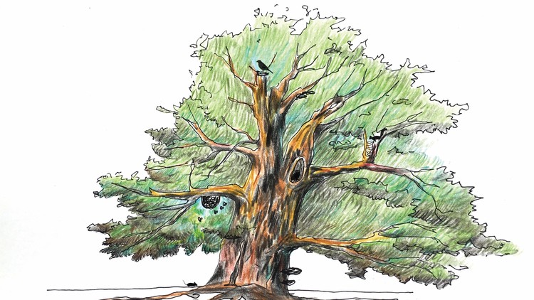 What is a Tree?